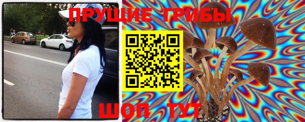 Псилоцибиновые грибы Cubensis Благодарный